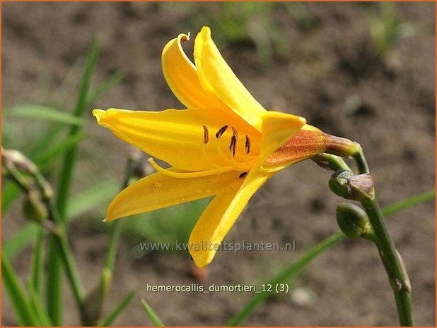 Hemerocallis dumortieri | Daglelie