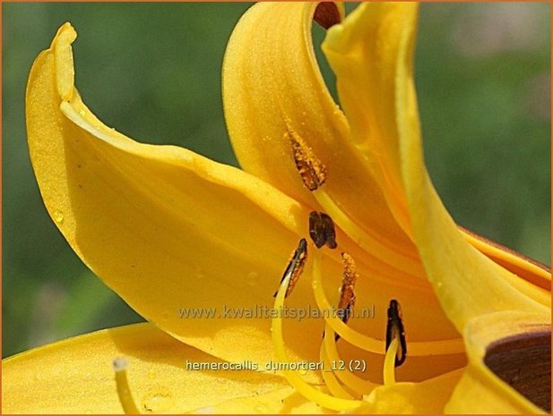 Hemerocallis dumortieri | Daglelie