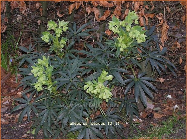Helleborus foetidus | Stinkend nieskruid