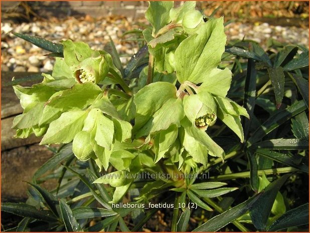Helleborus foetidus | Stinkend nieskruid