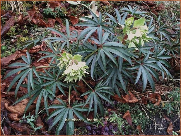 Helleborus foetidus | Stinkend nieskruid