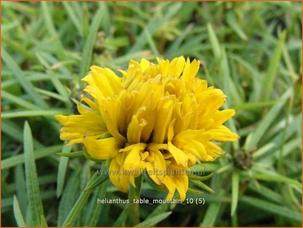 Helianthus 'Table Mountain' | Vaste zonnebloem