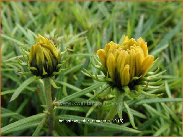 Helianthus 'Table Mountain' | Vaste zonnebloem