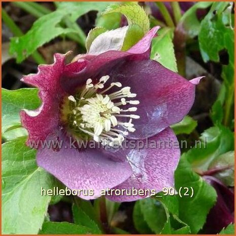 Helleborus 'Atrorubens' | Kerstroos, Stinkend nieskruid
