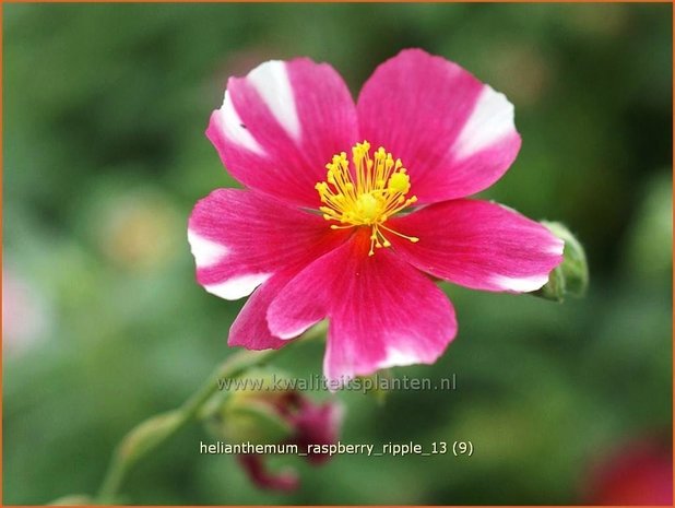 Helianthemum 'Raspberry Ripple' | Zonneroosje