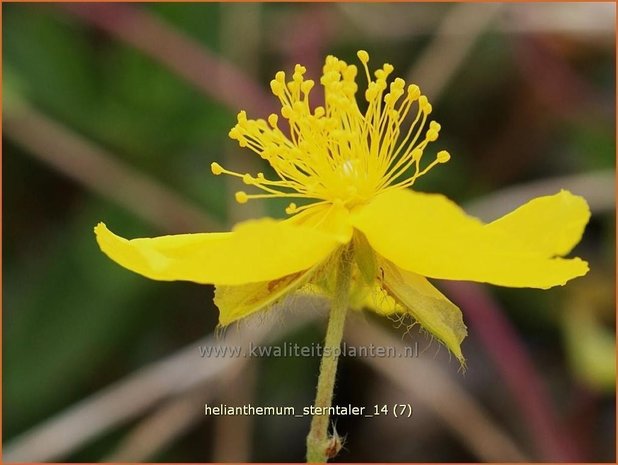 Helianthemum 'Sterntaler' | Zonneroosje