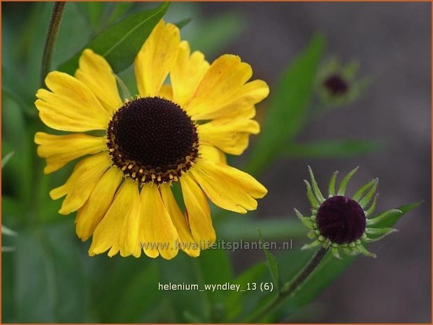 Helenium 'Wyndley' | Zonnekruid
