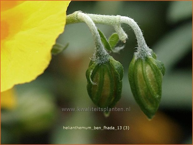 Helianthemum 'Ben Fhada' | Zonneroosje