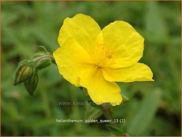 Helianthemum 'Golden Queen' | Zonneroosje