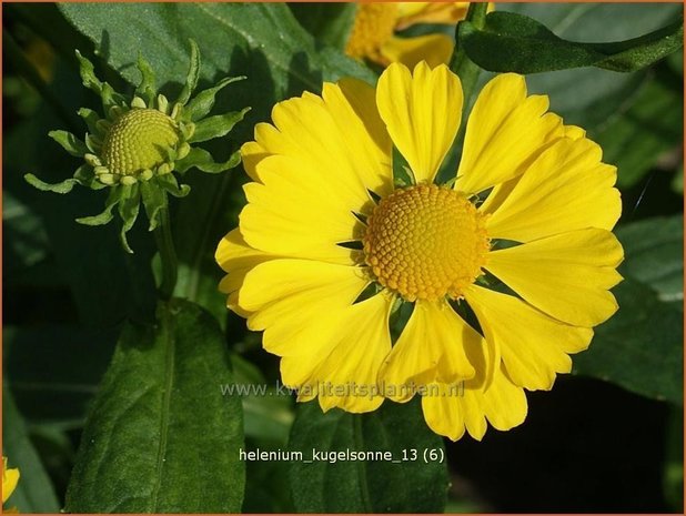 Helenium 'Kugelsonne' | Zonnekruid