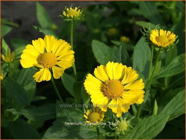 Helenium 'Kugelsonne' | Zonnekruid