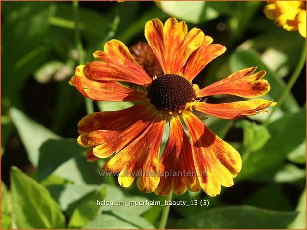 Helenium 'Moerheim Beauty' | Zonnekruid