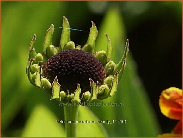 Helenium 'Moerheim Beauty' | Zonnekruid