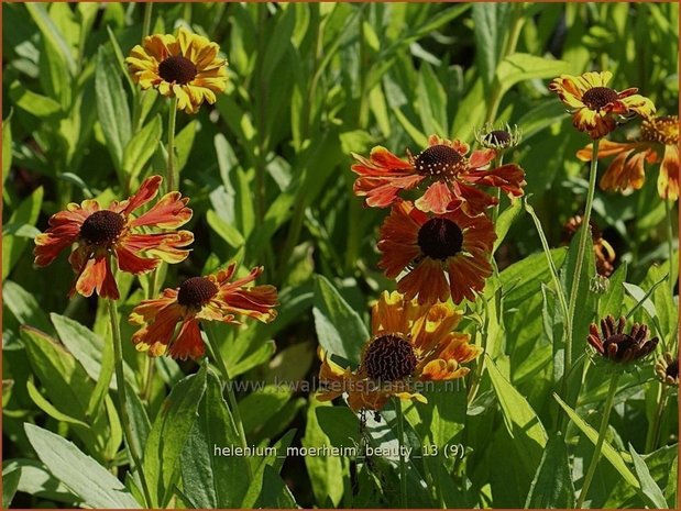 Helenium 'Moerheim Beauty' | Zonnekruid