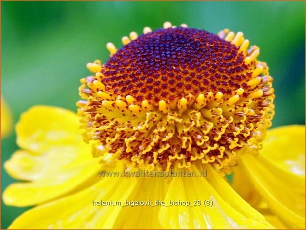 Helenium bigelovii 'The Bishop' | Zonnekruid