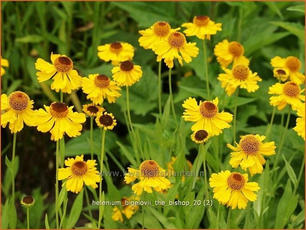 Helenium bigelovii 'The Bishop' | Zonnekruid