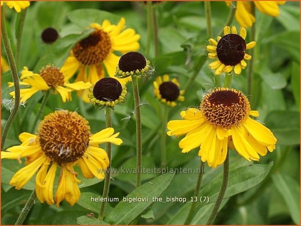 Helenium bigelovii 'The Bishop' | Zonnekruid