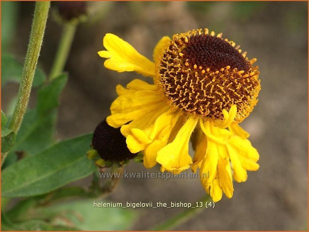 Helenium bigelovii 'The Bishop' | Zonnekruid