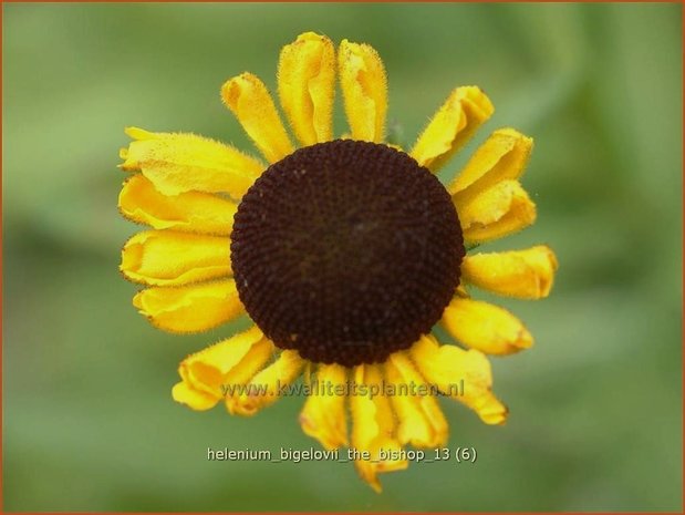 Helenium bigelovii 'The Bishop' | Zonnekruid