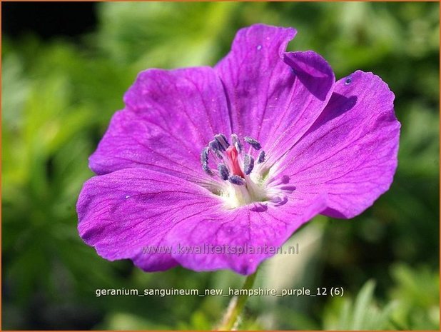 Geranium sanguineum 'New Hampshire Purple' | Ooievaarsbek