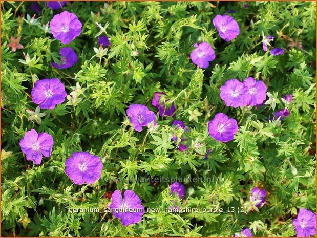 Geranium sanguineum 'New Hampshire Purple' | Ooievaarsbek