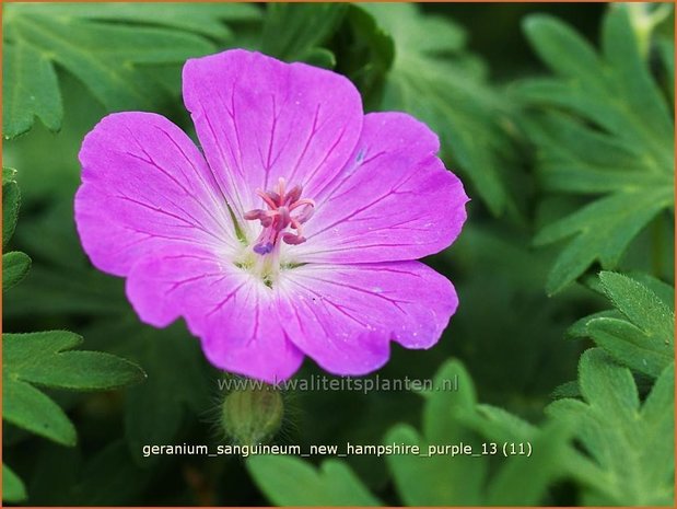 Geranium sanguineum 'New Hampshire Purple' | Ooievaarsbek