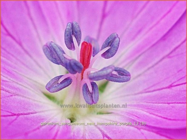 Geranium sanguineum 'New Hampshire Purple' | Ooievaarsbek