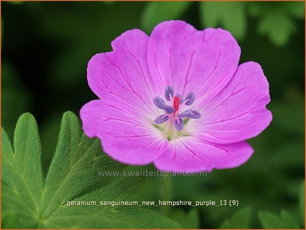 Geranium sanguineum 'New Hampshire Purple' | Ooievaarsbek