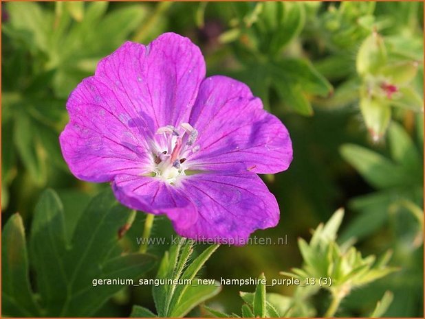 Geranium sanguineum 'New Hampshire Purple' | Ooievaarsbek