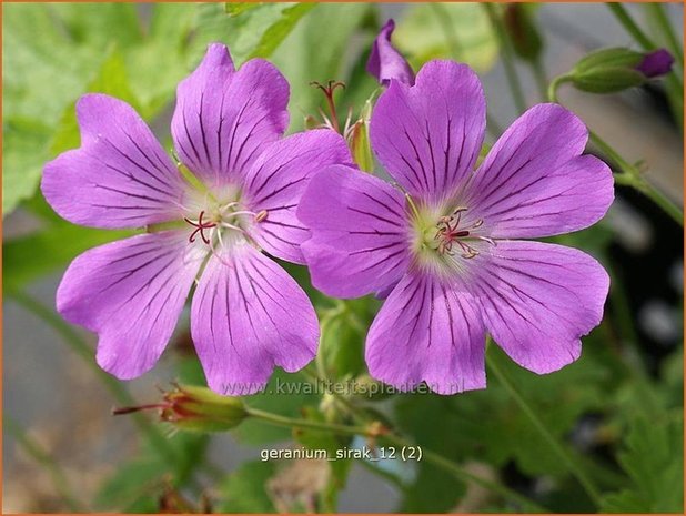 Geranium 'Sirak' | Ooievaarsbek