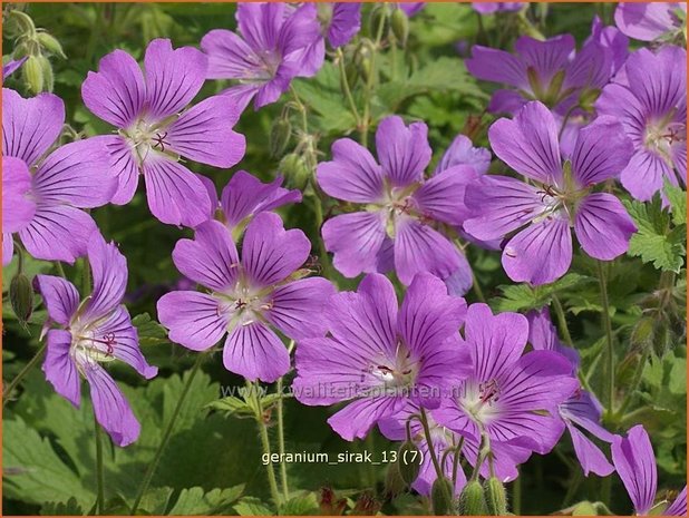 Geranium 'Sirak' | Ooievaarsbek