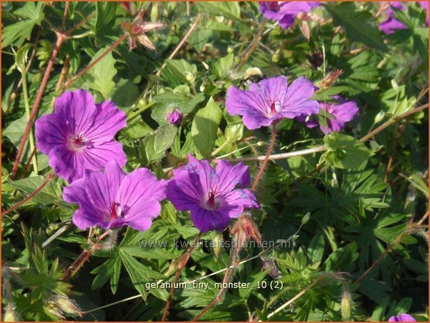 Geranium sanguineum 'Tiny Monster' | Ooievaarsbek