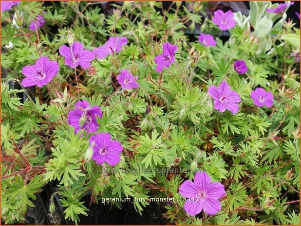 Geranium sanguineum 'Tiny Monster' | Ooievaarsbek