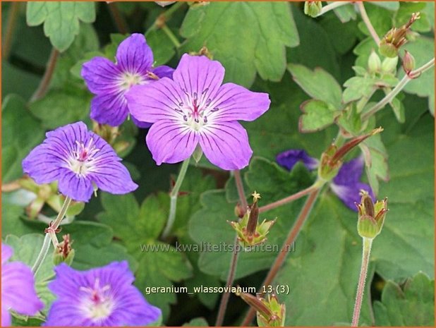 Geranium wlassovianum | Ooievaarsbek