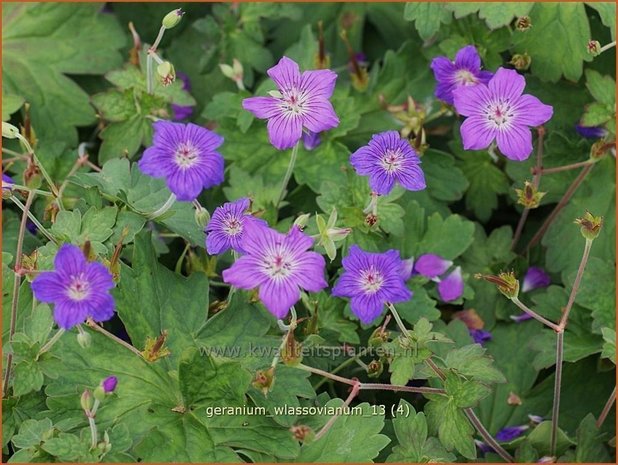 Geranium wlassovianum | Ooievaarsbek