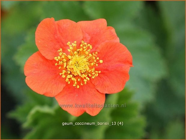 Geum coccineum 'Borisii' | Nagelkruid