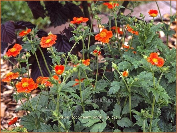 Geum coccineum 'Borisii' | Nagelkruid