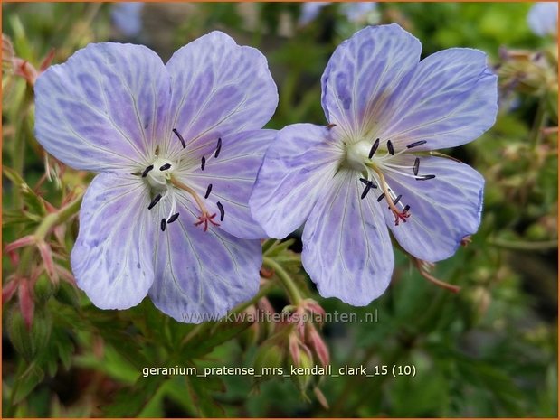 Geranium pratense 'Mrs Kendall Clark' | Beemdooievaarsbek, Ooievaarsbek, Tuingeranium