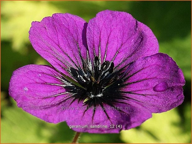 Geranium 'Sandrine' | Ooievaarsbek, Tuingeranium | Storchschnabel