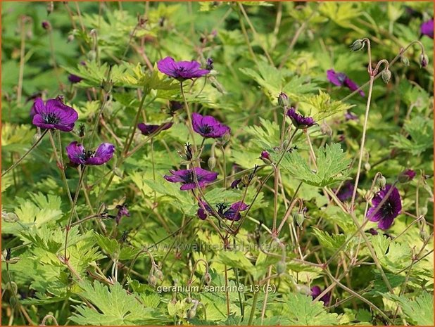 Geranium 'Sandrine' | Ooievaarsbek, Tuingeranium | Storchschnabel