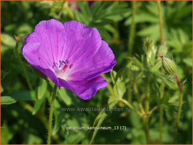 Geranium sanguineum | Ooievaarsbek