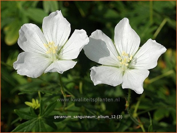 Geranium sanguineum 'Album' | Bloedooievaarsbek, Ooievaarsbek, Tuingeranium, Geranium | Blut-Storchschnabel | Bloody 