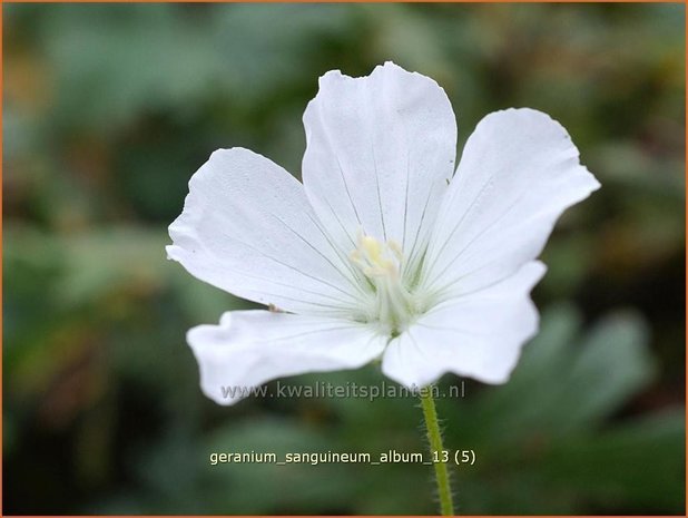 Geranium sanguineum 'Album' | Bloedooievaarsbek, Ooievaarsbek, Tuingeranium, Geranium | Blut-Storchschnabel | Bloody 