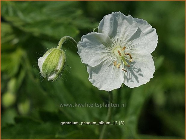 Geranium phaeum 'Album' | Donkere ooievaarsbek, Ooievaarsbek, Tuingeranium, Geranium | Brauner Storchschnabel | Dusky