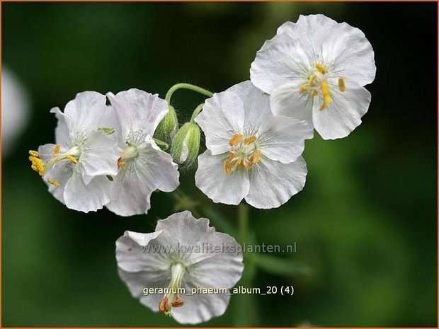 Geranium phaeum 'Album' | Donkere ooievaarsbek, Ooievaarsbek, Tuingeranium, Geranium | Brauner Storchschnabel | Dusky