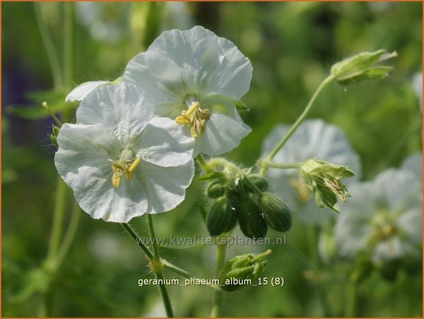 Geranium phaeum 'Album' | Donkere ooievaarsbek, Ooievaarsbek, Tuingeranium, Geranium | Brauner Storchschnabel | Dusky