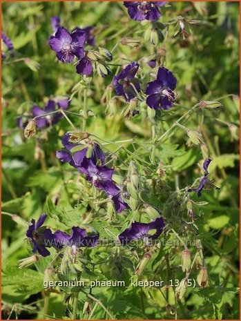 Geranium phaeum 'Klepper' | Ooievaarsbek