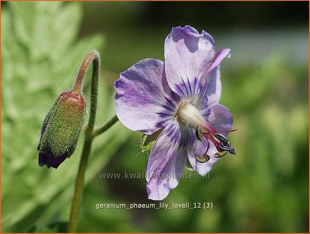 Geranium phaeum 'Lily Lovell' | Ooievaarsbek