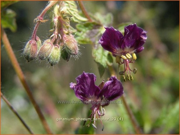 Geranium phaeum 'Samobor' | Donkere ooievaarsbek, Ooievaarsbek, Tuingeranium, Geranium | Brauner Storchschnabel | Dus