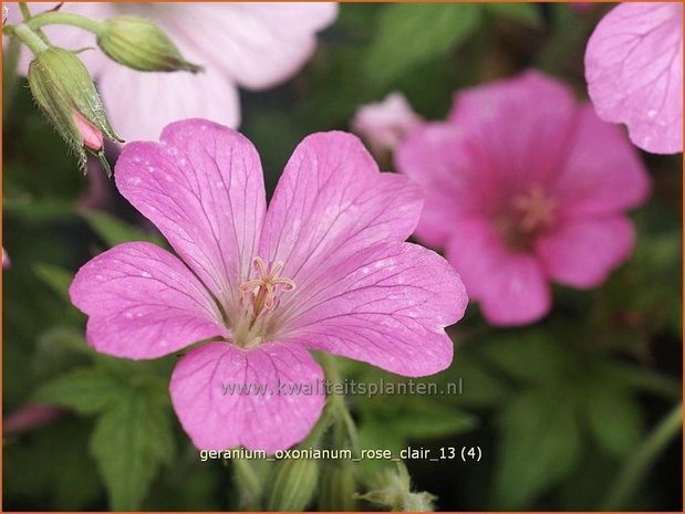 Geranium oxonianum 'Rose Clair' | Ooievaarsbek
